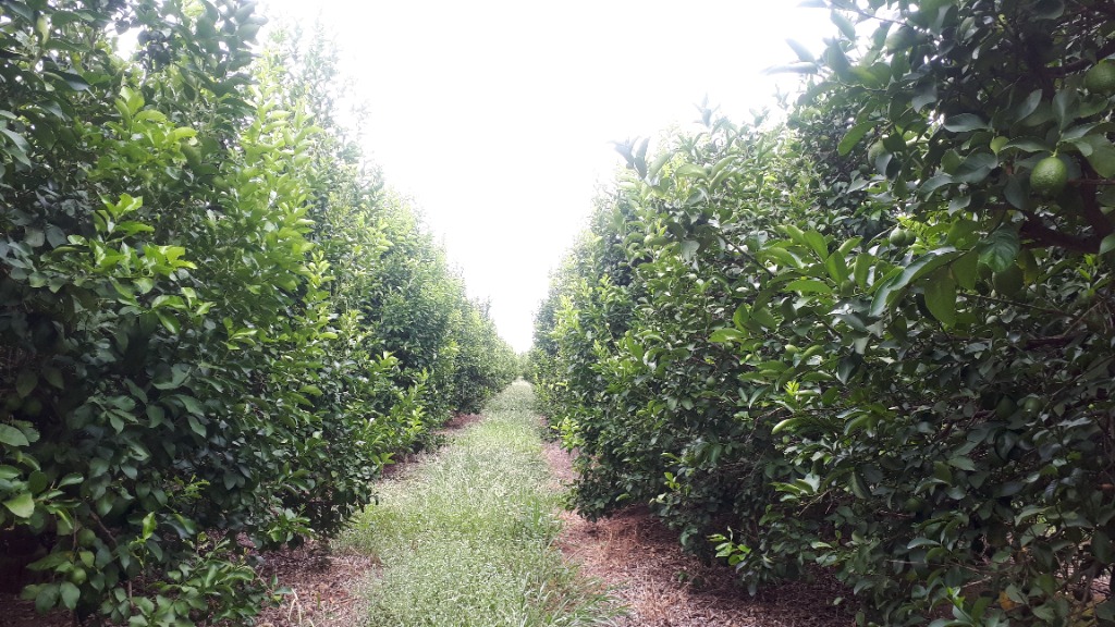Commercial citrus production
